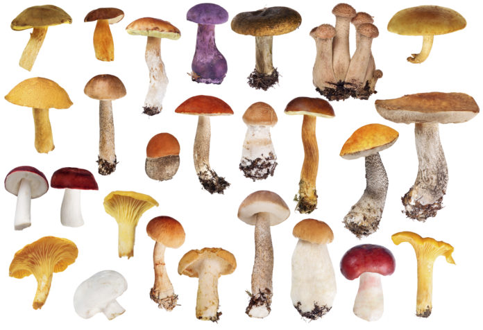 healthiest mushrooms